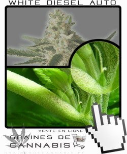 Comment faire fleurir White Diesel Auto-florissante cannabis?