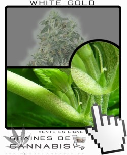 Comment faire fleurir White Gold cannabis?