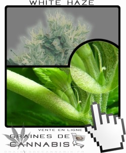 Comment faire fleurir White Haze cannabis?