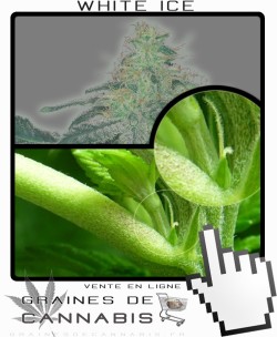 Comment faire fleurir White Ice cannabis?