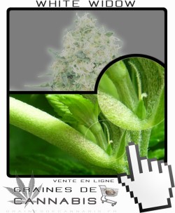 Comment faire fleurir White Widow cannabis?