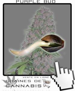 Comment germer Purple Bud Feminisée?