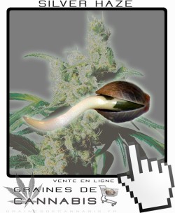 Comment germer Silver Haze 9 Feminisée?