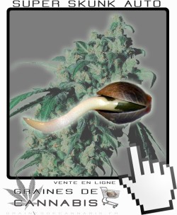 Comment germer Super Skunk Auto-florissante?