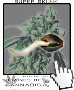 Comment germer Super Skunk?