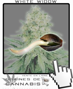 Comment germer White Widow?