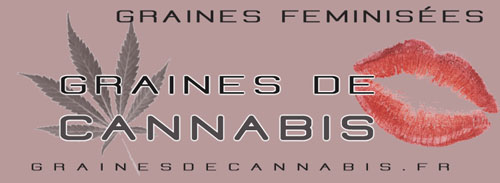 Graines de cannabis féminisées