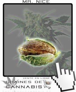 Comment commencer une culture de Mr Nice cannabis?