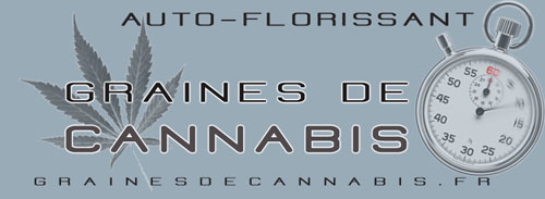 Vente de graines de cannabis auto-florissant Graines de cannabis à autofloraison