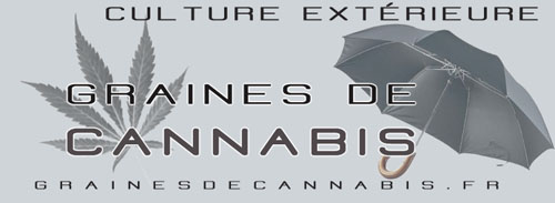 Vente de graines de cannabis pour la culture en extérieure Graines de cannabis pour la culture extérieure