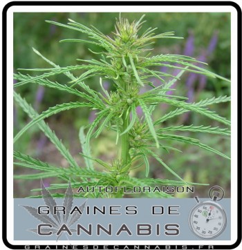 Cannabis ruderalis wild marijuana, plante female