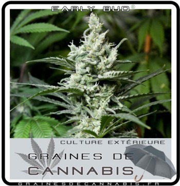 Graines de outdoor cannabis