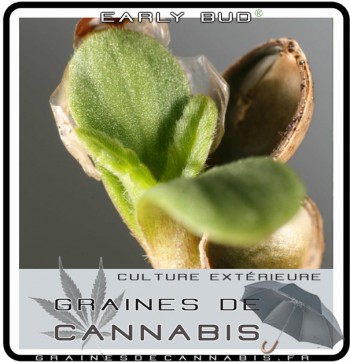 Early-bud-pousse de cannabis