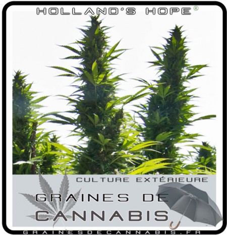 Hollands-hope-cannabis-plante