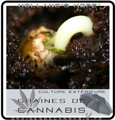 La germination de graines de Holland's Hope cannabis