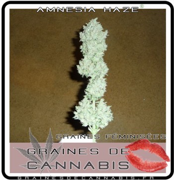 amnesia haze cannabis