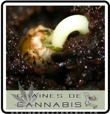 Graines de Cannabis - faire germer