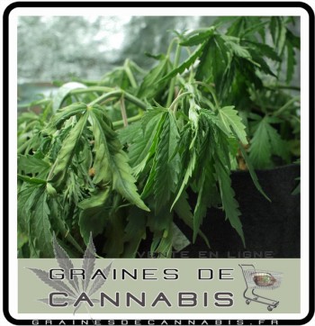 arroser la plante de cannabis