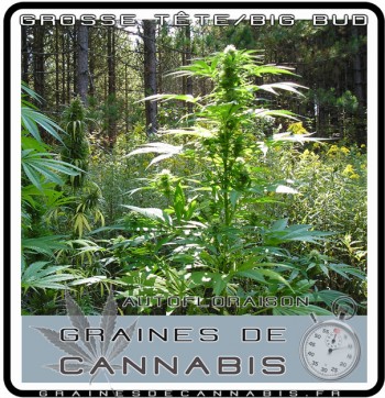 Pied de cannabis nain outdoor