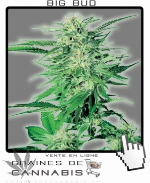 Big bud ou Grande Tête Cannabis