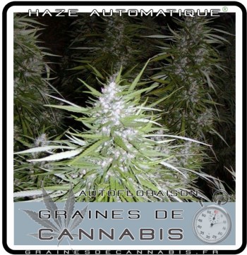 cannabis autofloraison interieur