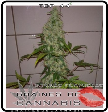 cannabis-facile