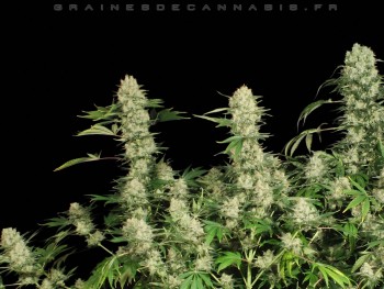 Fonds d’écran plantes de Cannabis