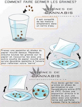 Faire germer les graines de cannabis entre deux serviettes de papier humides comment faire germer graine cannabis