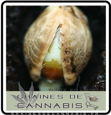 demarrer-graine-cannabis