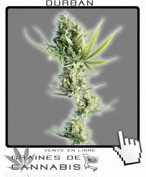 Graines de Durban Cannabis