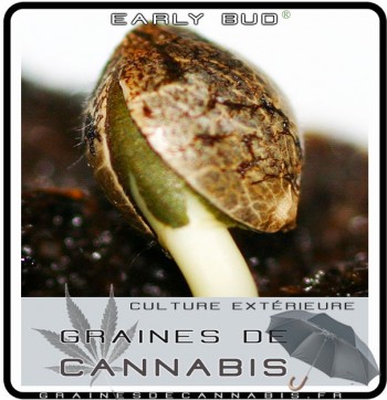 Early bud: germination de la graine