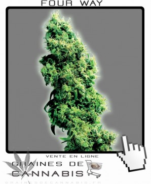 Graines de four way marijuana