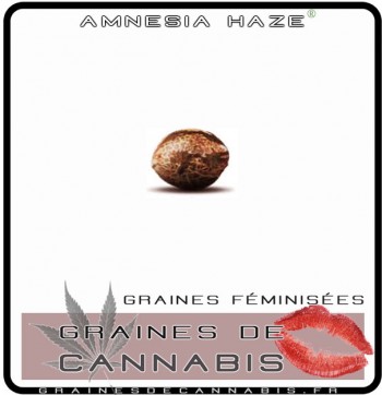 Une graine de cannabis amnesia haze