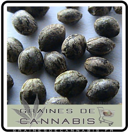 Graines de Cannabis grosses