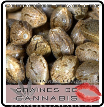 graines de cannabis certifiees femelles