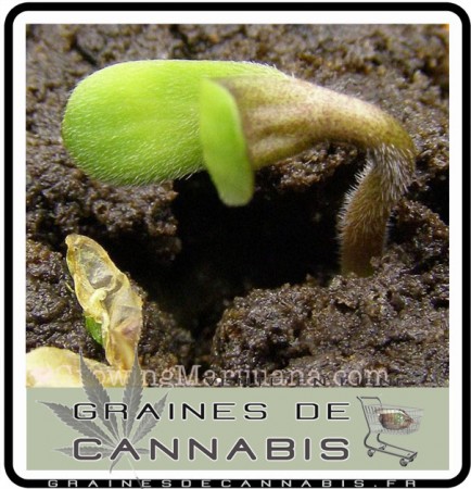 graines de cannabis faire germer
