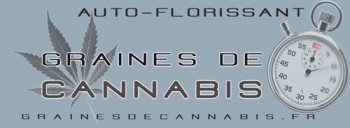 graines-de-cannnabis-auto-florissant