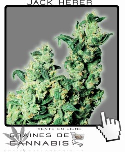 graines de cannabis: Jack Herer