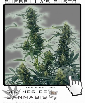 Graines de guerilla cannabis