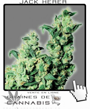 graines de Jack Herer cannabis