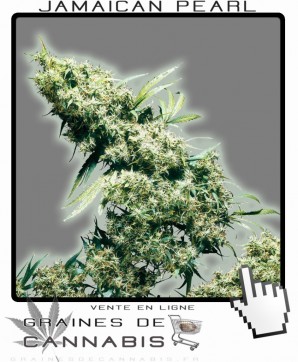 Acheter graines de jamaican pearl cannabis