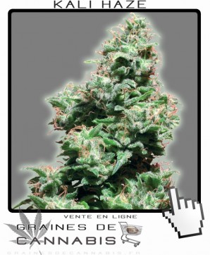 Vente de graines de cannabis Kali Haze