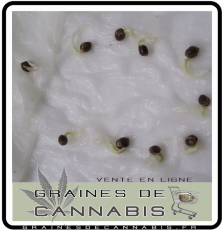 La germination