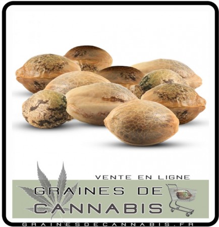 Magasin sur internet pour les bonnes graines de cannabis: vente en ligne