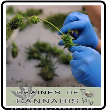 manucrer du cannabis