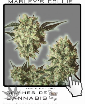 Le Cannabis de Bob Marley