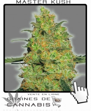 Vente de graines de Master Kush Cannabis