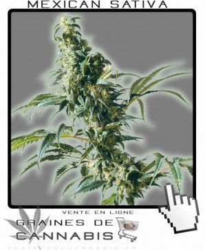 commander Graines de Cannabis Sativa