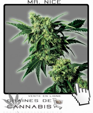 Vente de Graines de Mister Nice Cannabis