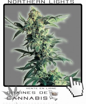 Graines de northern lights cannabis